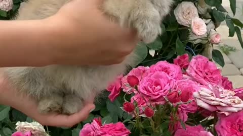 Videos of puppies with flowers in the garden and some color full Leaves