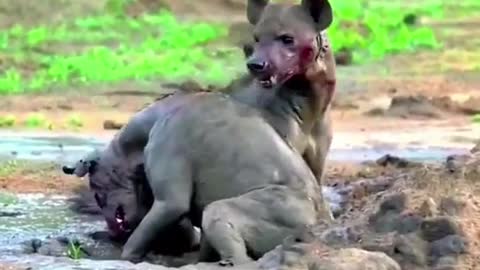 Hyenas fight directly