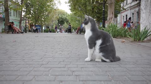 funny cat videos-Gray Cat on the Street