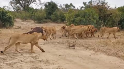 Epic battles of the animal world