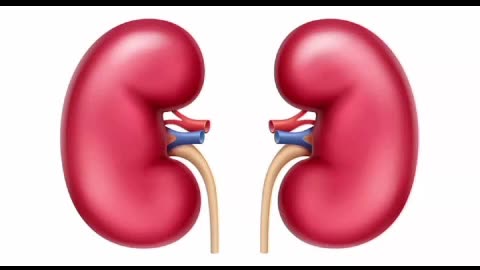 Kidneys