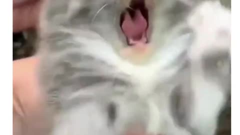 Cats funny video