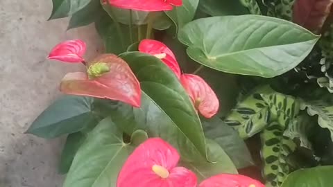 potted rhododendron potted