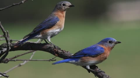 Eastern Bluebird singing - Soothing bird songs -Bluebird sounds