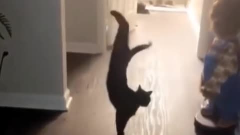 Funny cat video caught on camera 📸 #cat #funwithcat #fun