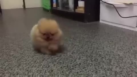 Tiny Dog Barking