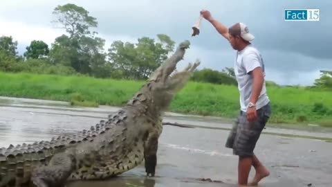 Playing with crocodile gone wrong