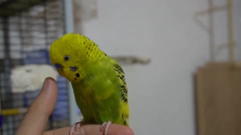 11 things you should NEVER do to your budgie