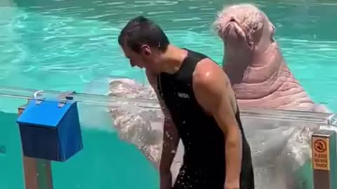 Dancing with the oldest walrus