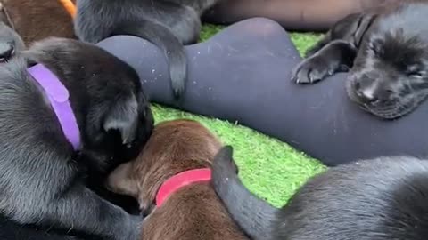 Adorable Little Puppies Hanging Out With Their Mom & Human Mom