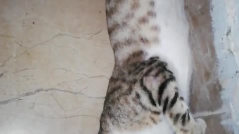 Cute Cat Sleeping