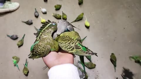 Birds like to eat millet and sorghum