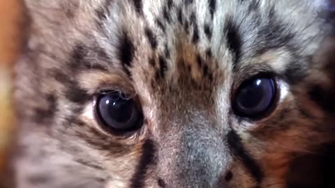 🎉 Congratulations! you've just been booped by a snow leopard cub!