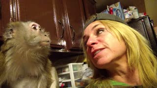 Pet Human Has Chat With Monkey