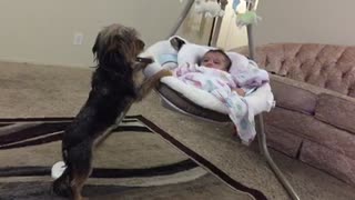 Loving dog gently rocks baby cradle