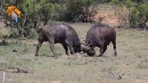 Brutal Buffalo Fight | Kruger Park Sightings | Amazing Animal Videos