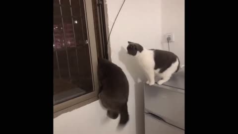Cat play with other cat in crossing window