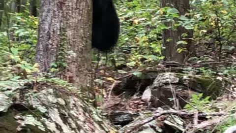 Hunting Dog Trees Black Bear