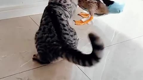 Cat 😺 vs. Duck 🦆