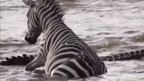 Zebra bites crocodile back