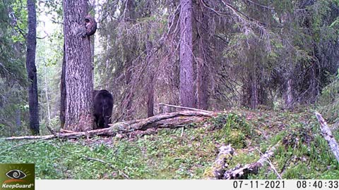 Karhu kiipeää puuhun - Riistakameravideoita haapapuulta