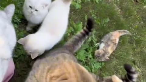 Cute cats video compilation 118