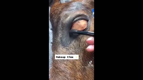 Horse TikToks That Went Viral! #1