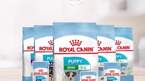 ROYAL CANIN MAXI STARTER DOG FOOD | ROYAL CANIN PUPPY DOG FOOD REVIEW | BEST DOG FOOD