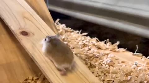 He is gonna make it one day - Cute Hamster