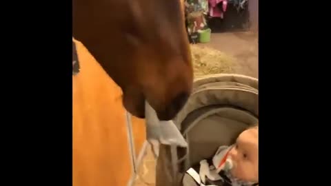 Need something fun? Watch these funny and cute Horse Videos - Funniest Horses