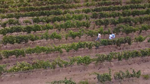 In vendemmia _ Barone Sergio