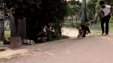 Funny Dog Troll Prank, Fake Lion