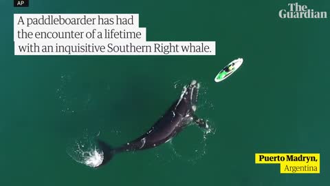 Curious southern right whale nudges paddleboarder in Argentina