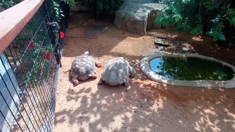 HUGE FAT TORTOISE TRYING TO ESCAPE AFTER TORTOISE STEALS HIS FOOD SPIKE GOES CRAZY-19