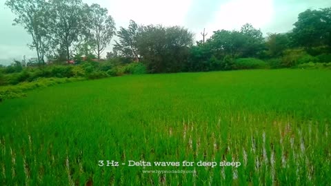 3 Hz ✤ Delta waves for deep sleep