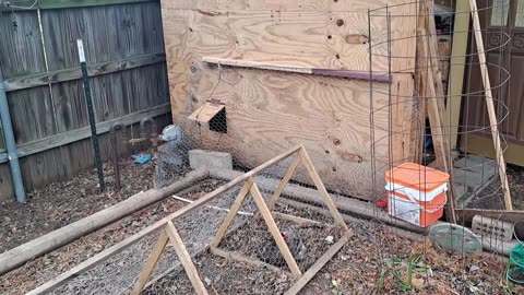 Ultimate Urban Homestead Chicken Coop