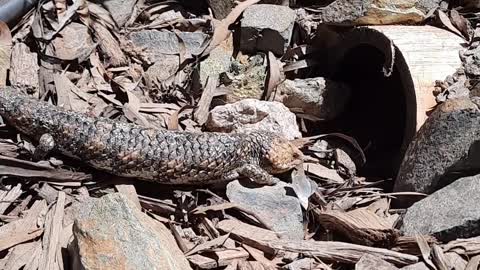 Bobtail Goanna aka Blue Tongue Lizard