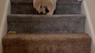 Puppy Throws Ball Down Steps