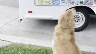Freddie the Dog Loves the Ice Cream Truck