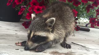 Adorable rescue raccoon eating strawberries