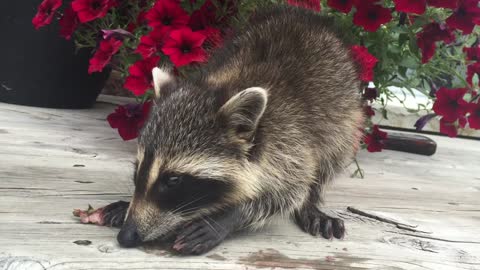 Adorable rescue raccoon eating strawberries