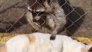 Cat Gets Tummy Scratches From Raccoon