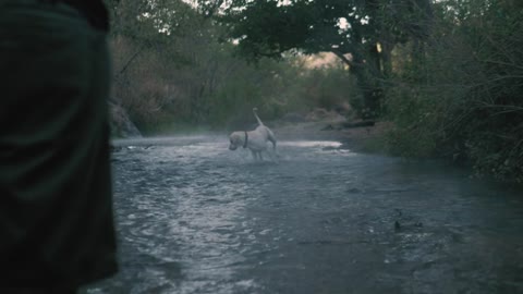 Dog Catches A Ball In The River