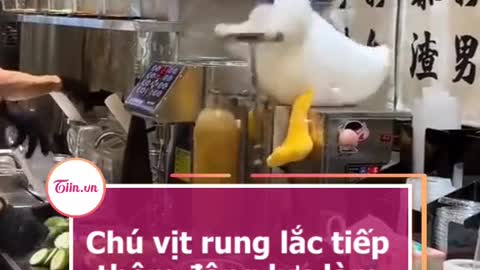 Chú vit rung lác tiep thêm dộng luc làm việc cho nhiêu người