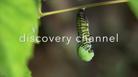 Caterpillar in Change process