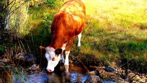 beautiful cow video