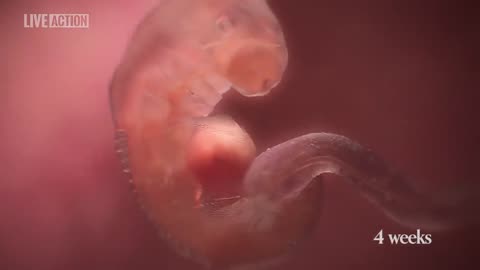 A remarkable video on the development of fetuses that advocates for pro-life beliefs.