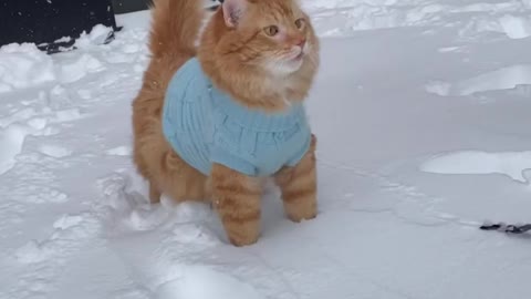 Cute cat training shorts vedio /#cutecatshorts /cat vedios /#cat cat in ice