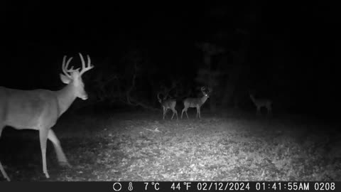 The Best Of Our Game Cameras Feb. 2024