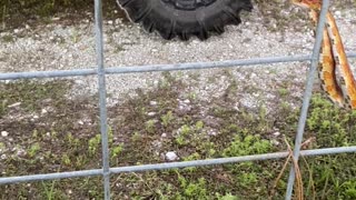 Rescuing a Snake Stuck in a Fence